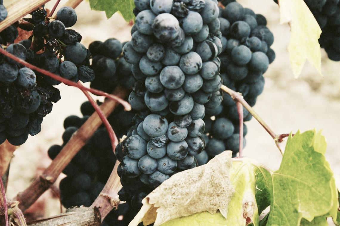 Sed quisquam qui placeat et