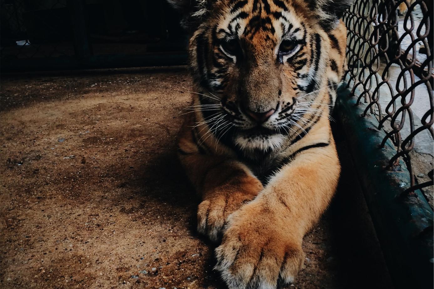 Omnis facere numquam enim et soluta commodi